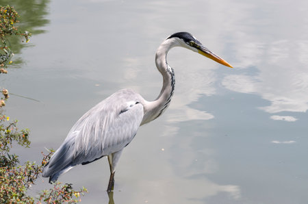 close-up of a gray heron chasing fish in a lake in brazilの写真素材