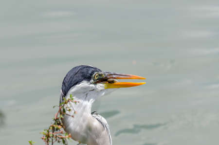 close-up of a gray heron chasing fish in a lake in brazilの写真素材