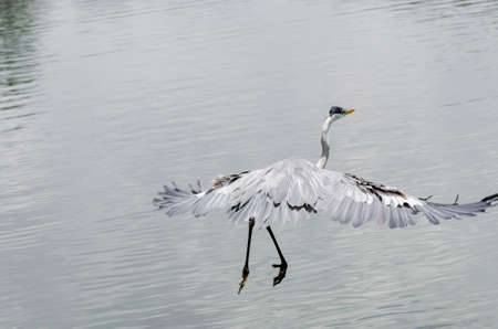 close-up of a gray heron chasing fish in a lake in brazilの写真素材