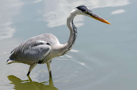 close-up of a gray heron chasing fish in a lake in brazilの写真素材