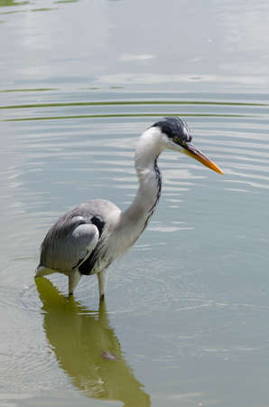 close-up of a gray heron chasing fish in a lake in brazilの写真素材