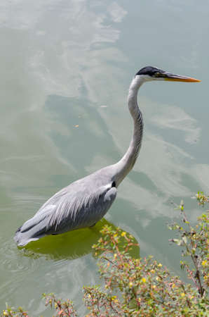 close-up of a gray heron chasing fish in a lake in brazilの写真素材