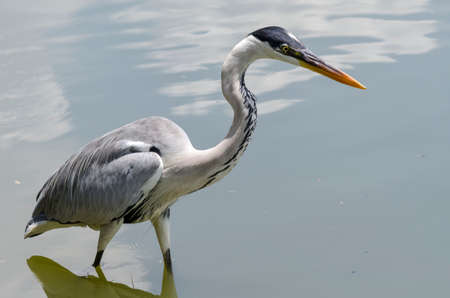 close-up of a gray heron chasing fish in a lake in brazilの写真素材