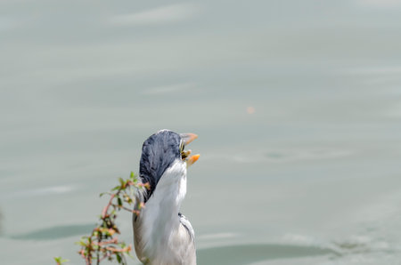 close-up of a gray heron chasing fish in a lake in brazilの写真素材