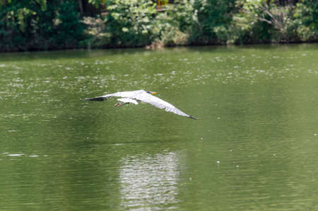 close-up of a gray heron chasing fish in a lake in brazilの写真素材
