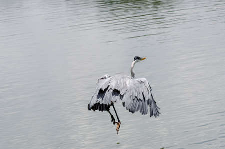 close-up of a gray heron chasing fish in a lake in brazilの写真素材