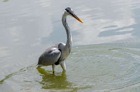close-up of a gray heron chasing fish in a lake in brazilの写真素材