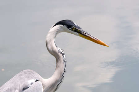 close-up of a gray heron chasing fish in a lake in brazilの写真素材