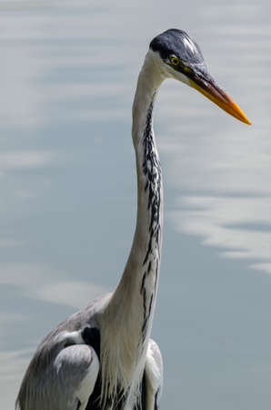 close-up of a gray heron chasing fish in a lake in brazilの写真素材