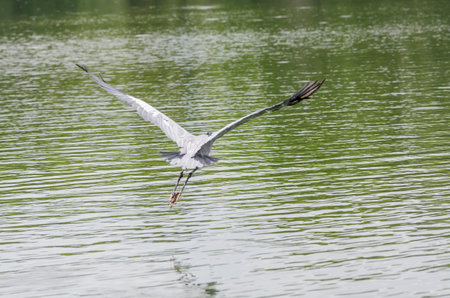 close-up of a gray heron chasing fish in a lake in brazilの写真素材