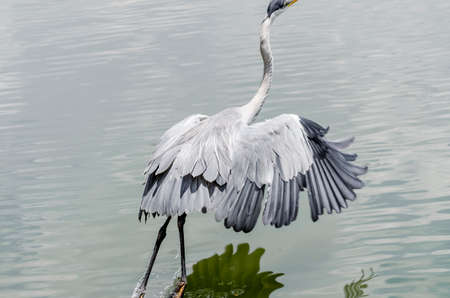 close-up of a gray heron chasing fish in a lake in brazilの写真素材