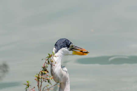 close-up of a gray heron chasing fish in a lake in brazilの写真素材