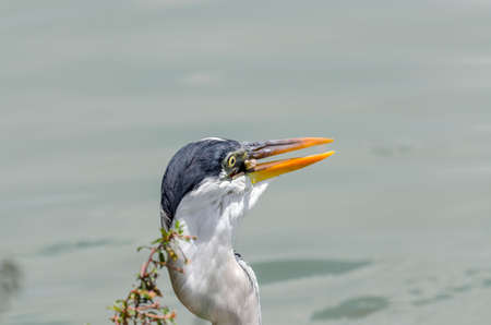 close-up of a gray heron chasing fish in a lake in brazilの写真素材
