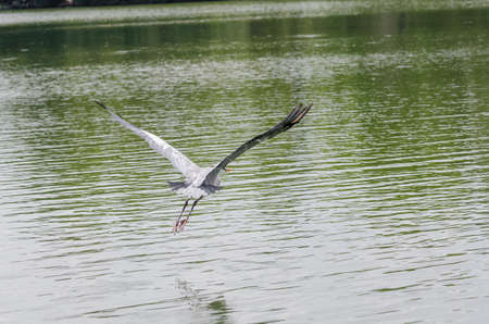 close-up of a gray heron chasing fish in a lake in brazilの写真素材