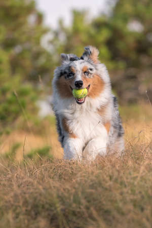 blue merle Australian shepherd puppy dog runs and jump on the meadow of the Praglia with a pitbull puppy dog in Liguria in Italyの写真素材