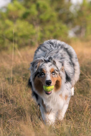 blue merle Australian shepherd puppy dog runs and jump on the meadow of the Praglia with a pitbull puppy dog in Liguria in Italyの写真素材
