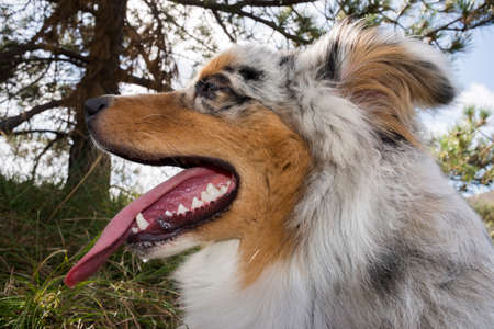 blue merle Australian shepherd puppy dog runs and jump on the meadow of the Praglia with a pitbull puppy dog in Liguria in Italyの写真素材