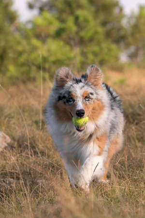 blue merle Australian shepherd puppy dog runs and jump on the meadow of the Praglia with a pitbull puppy dog in Liguria in Italyの写真素材