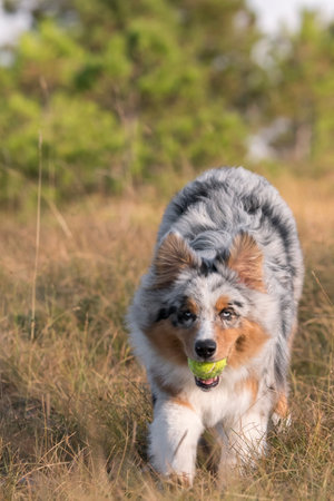 blue merle Australian shepherd puppy dog runs and jump on the meadow of the Praglia with a pitbull puppy dog in Liguria in Italyの写真素材