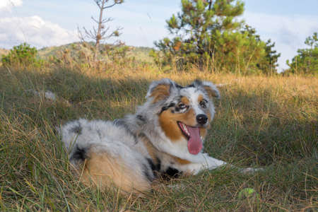 blue merle Australian shepherd puppy dog runs and jump on the meadow of the Praglia with a pitbull puppy dog in Liguria in Italyの写真素材