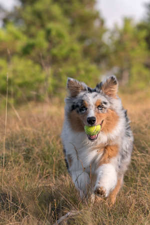 blue merle Australian shepherd puppy dog runs and jump on the meadow of the Praglia with a pitbull puppy dog in Liguria in Italyの写真素材
