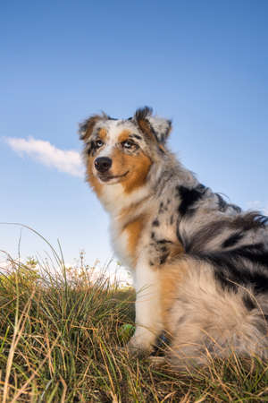 blue merle Australian shepherd puppy dog runs and jump on the meadow of the Praglia with a pitbull puppy dog in Liguria in Italyの写真素材