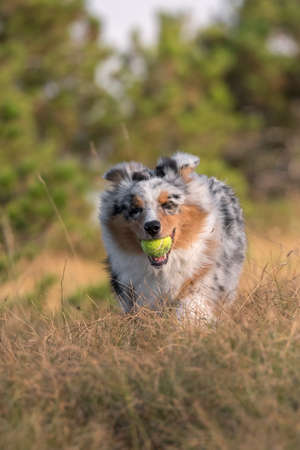 blue merle Australian shepherd puppy dog runs and jump on the meadow of the Praglia with a pitbull puppy dog in Liguria in Italyの写真素材