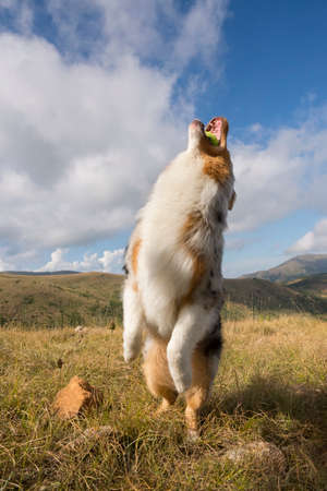 blue merle Australian shepherd puppy dog runs and jump on the meadow of the Praglia with a pitbull puppy dog in Liguria in Italyの写真素材