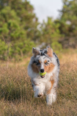 blue merle Australian shepherd puppy dog runs and jump on the meadow of the Praglia with a pitbull puppy dog in Liguria in Italyの写真素材