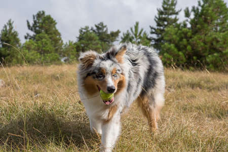 blue merle Australian shepherd puppy dog runs and jump on the meadow of the Praglia with a pitbull puppy dog in Liguria in Italyの写真素材