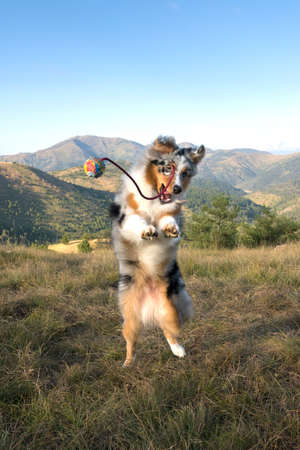 blue merle Australian shepherd puppy dog runs and jump on the meadow of the Praglia with a pitbull puppy dog in Liguria in Italyの写真素材