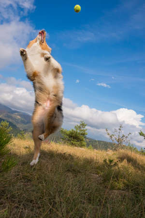 blue merle Australian shepherd puppy dog runs and jump on the meadow of the Praglia with a pitbull puppy dog in Liguria in Italyの写真素材