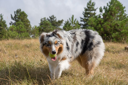 blue merle Australian shepherd puppy dog runs and jump on the meadow of the Praglia with a pitbull puppy dog in Liguria in Italyの写真素材