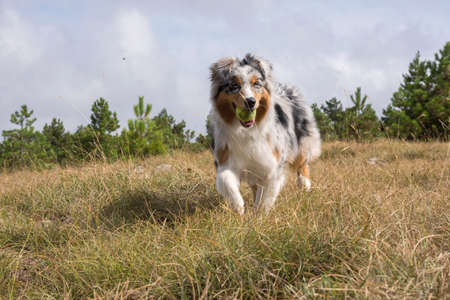 blue merle Australian shepherd puppy dog runs and jump on the meadow of the Praglia with a pitbull puppy dog in Liguria in Italyの写真素材