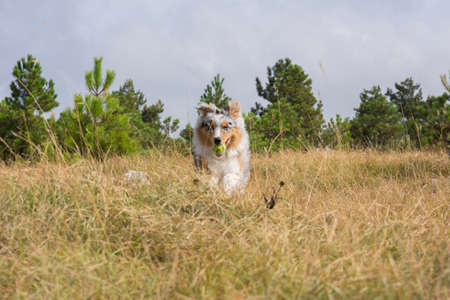 blue merle Australian shepherd puppy dog runs and jump on the meadow of the Praglia with a pitbull puppy dog in Liguria in Italyの写真素材