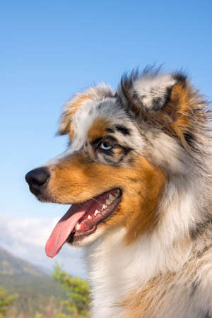 blue merle Australian shepherd puppy dog runs and jump on the meadow of the Praglia with a pitbull puppy dog in Liguria in Italyの写真素材