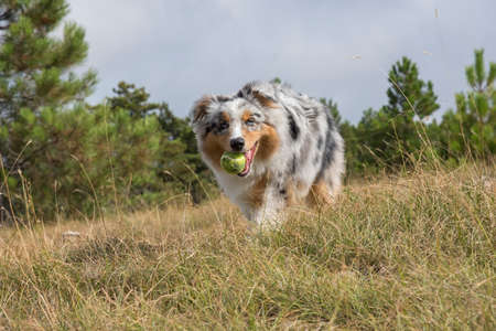 blue merle Australian shepherd puppy dog runs and jump on the meadow of the Praglia with a pitbull puppy dog in Liguria in Italyの写真素材
