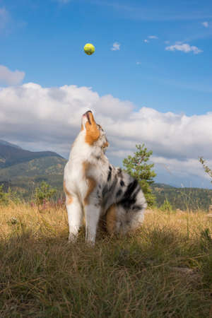 blue merle Australian shepherd puppy dog runs and jump on the meadow of the Praglia with a pitbull puppy dog in Liguria in Italyの写真素材