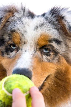 blue merle Australian shepherd puppy dog runs and jump on the meadow of the Praglia with a pitbull puppy dog in Liguria in Italyの写真素材