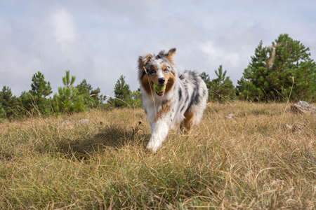 blue merle Australian shepherd puppy dog runs and jump on the meadow of the Praglia with a pitbull puppy dog in Liguria in Italyの写真素材
