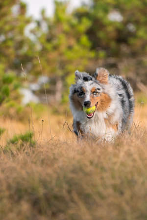blue merle Australian shepherd puppy dog runs and jump on the meadow of the Praglia with a pitbull puppy dog in Liguria in Italyの写真素材