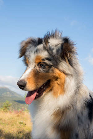 blue merle Australian shepherd puppy dog runs and jump on the meadow of the Praglia with a pitbull puppy dog in Liguria in Italyの写真素材