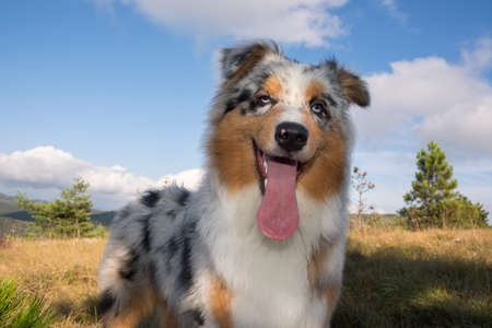 blue merle Australian shepherd puppy dog runs and jump on the meadow of the Praglia with a pitbull puppy dog in Liguria in Italyの写真素材