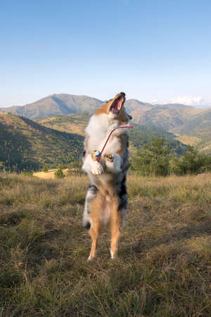 blue merle Australian shepherd puppy dog runs and jump on the meadow of the Praglia with a pitbull puppy dog in Liguria in Italyの写真素材