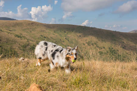 blue merle Australian shepherd puppy dog runs and jump on the meadow of the Praglia with a pitbull puppy dog in Liguria in Italyの写真素材