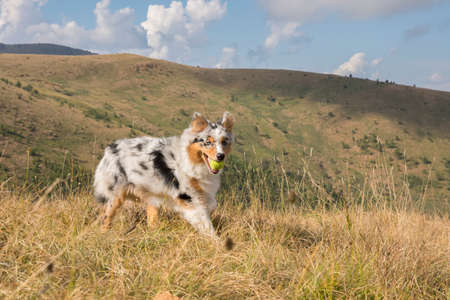blue merle Australian shepherd puppy dog runs and jump on the meadow of the Praglia with a pitbull puppy dog in Liguria in Italyの写真素材