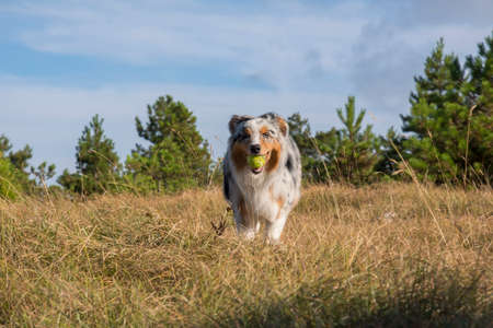 blue merle Australian shepherd puppy dog runs and jump on the meadow of the Praglia with a pitbull puppy dog in Liguria in Italyの写真素材