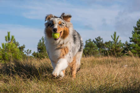 blue merle Australian shepherd puppy dog runs and jump on the meadow of the Praglia with a pitbull puppy dog in Liguria in Italyの写真素材