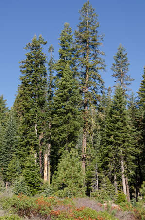 landscape and trees in Sequoia National Park in California in united states of americaの写真素材