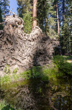 landscape and trees in Sequoia National Park in California in united states of americaの写真素材